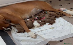 Boxer dogs for sale: !!Beautiful boxers available - Image 1