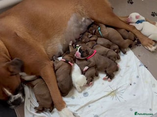 Boxer dogs for sale - Advert 1