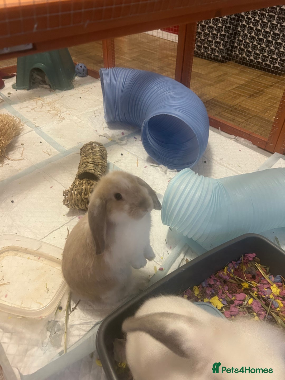 Mini Lop rabbits for sale: Two Beautiful Mini Lop Brothers, with hutch & run - Advert 6