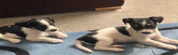 Jack Russell dogs for sale: READY NOW  JR pups  - Advert 8