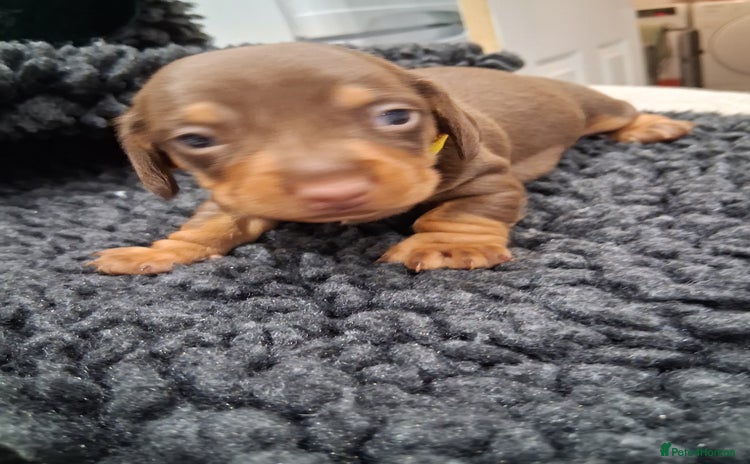 Miniature Dachshund dogs - Advert 1