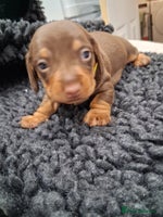 Miniature Dachshund dogs - Advert 9