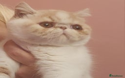 Exotic cats for sale: OUTSTANDING QUALITY EXOTIC KITTENS  - Image 1