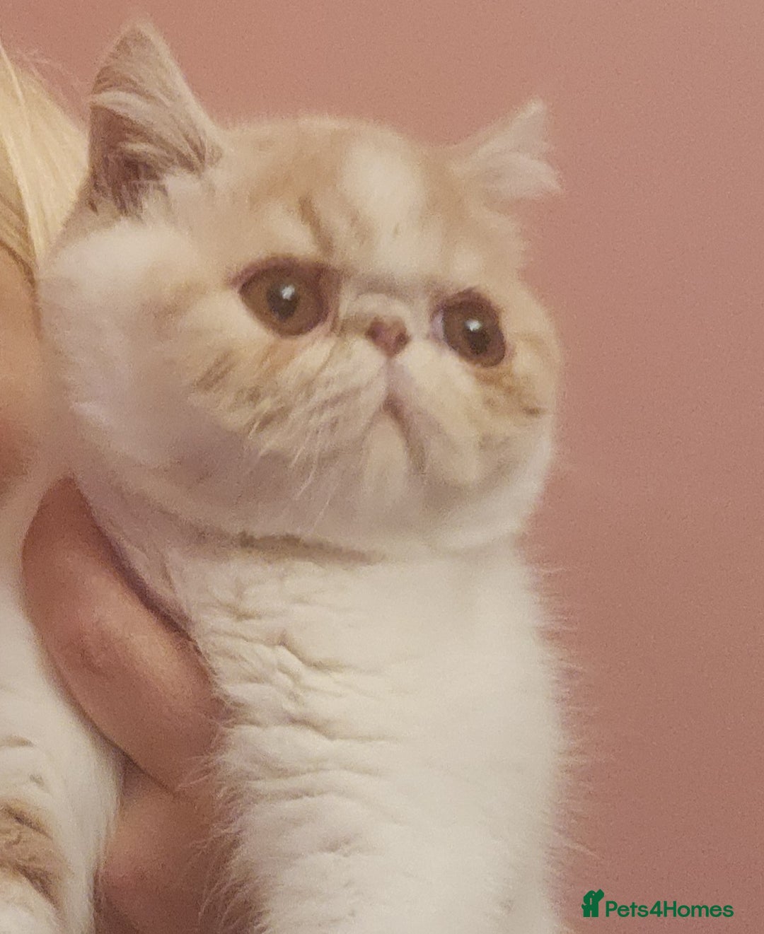 Exotic cats for sale: OUTSTANDING QUALITY EXOTIC KITTENS  - Image 1
