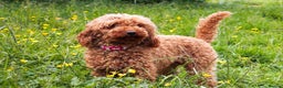 Labradoodle dogs for sale: F1B Red Miniature Labradoodles  - Advert 8