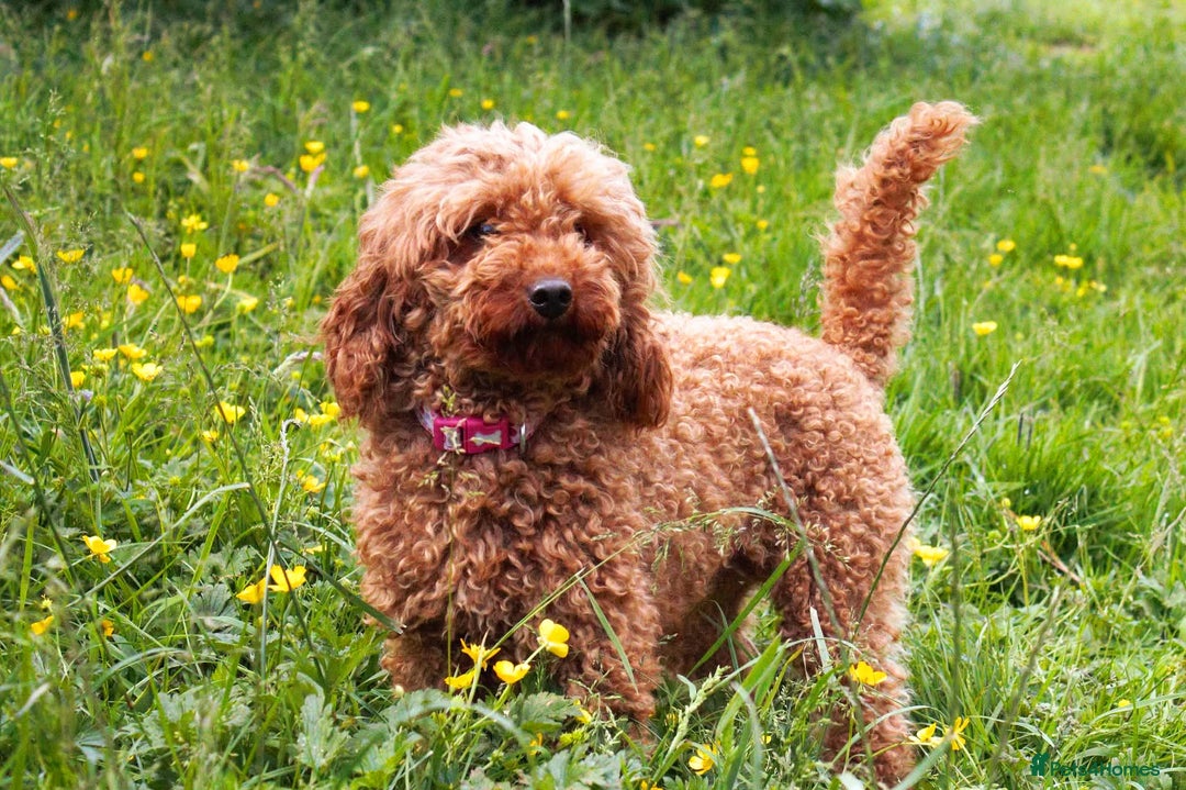 Labradoodle dogs for sale: F1B Red Miniature Labradoodles  - Image 8