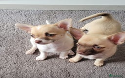 Chihuahua dogs for sale: Boy & girl chihuahua puppies  - Image 1