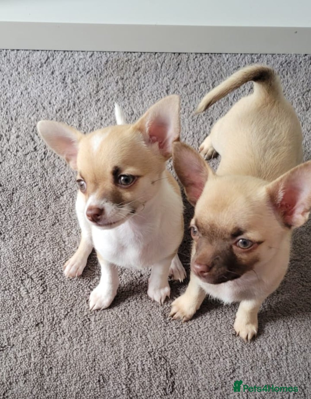 Chihuahua dogs for sale: Boy & girl chihuahua puppies  - Image 1