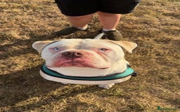 Alapaha Blue Blood Bulldog dogs for sale: Alpha bull dog  - Image 5