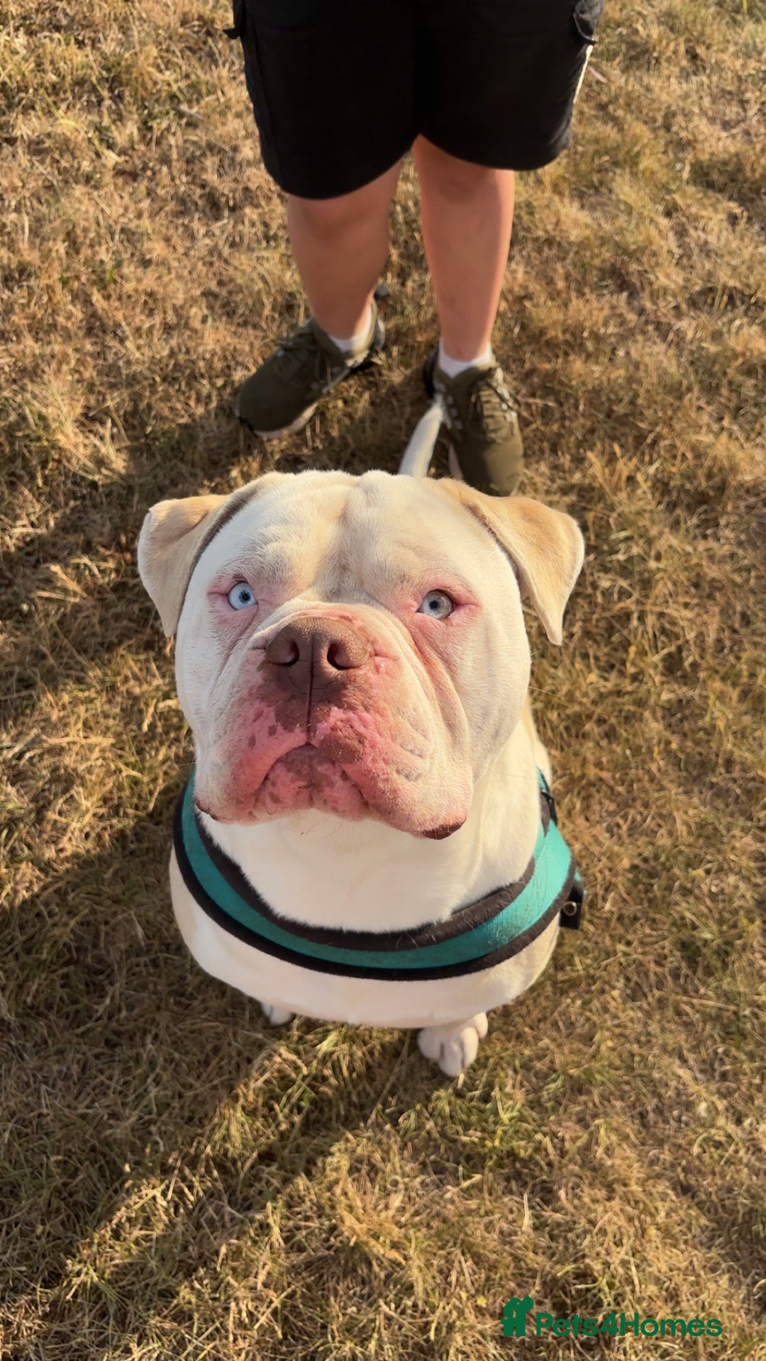 Alapaha Blue Blood Bulldog dogs for sale: Alpha bull dog  - Image 5