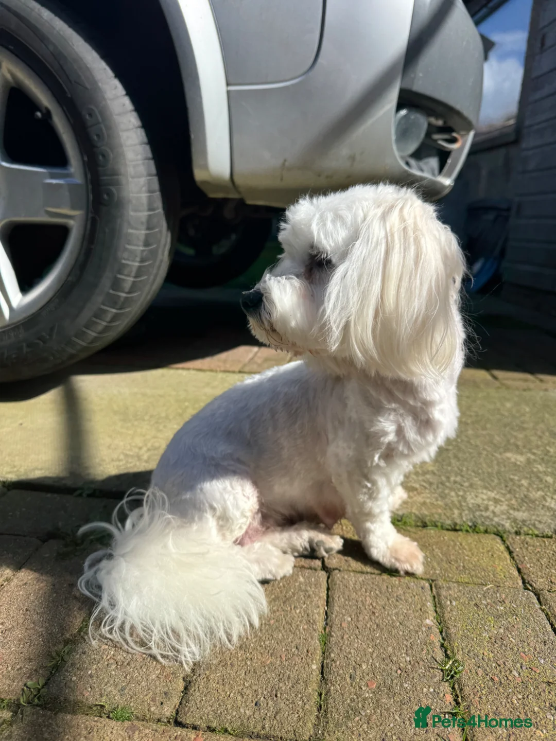 Maltese dogs for sale: Pure white Maltese puppies  - Advert 1
