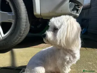 Maltese dogs Pure white Maltese puppies - Advert 4