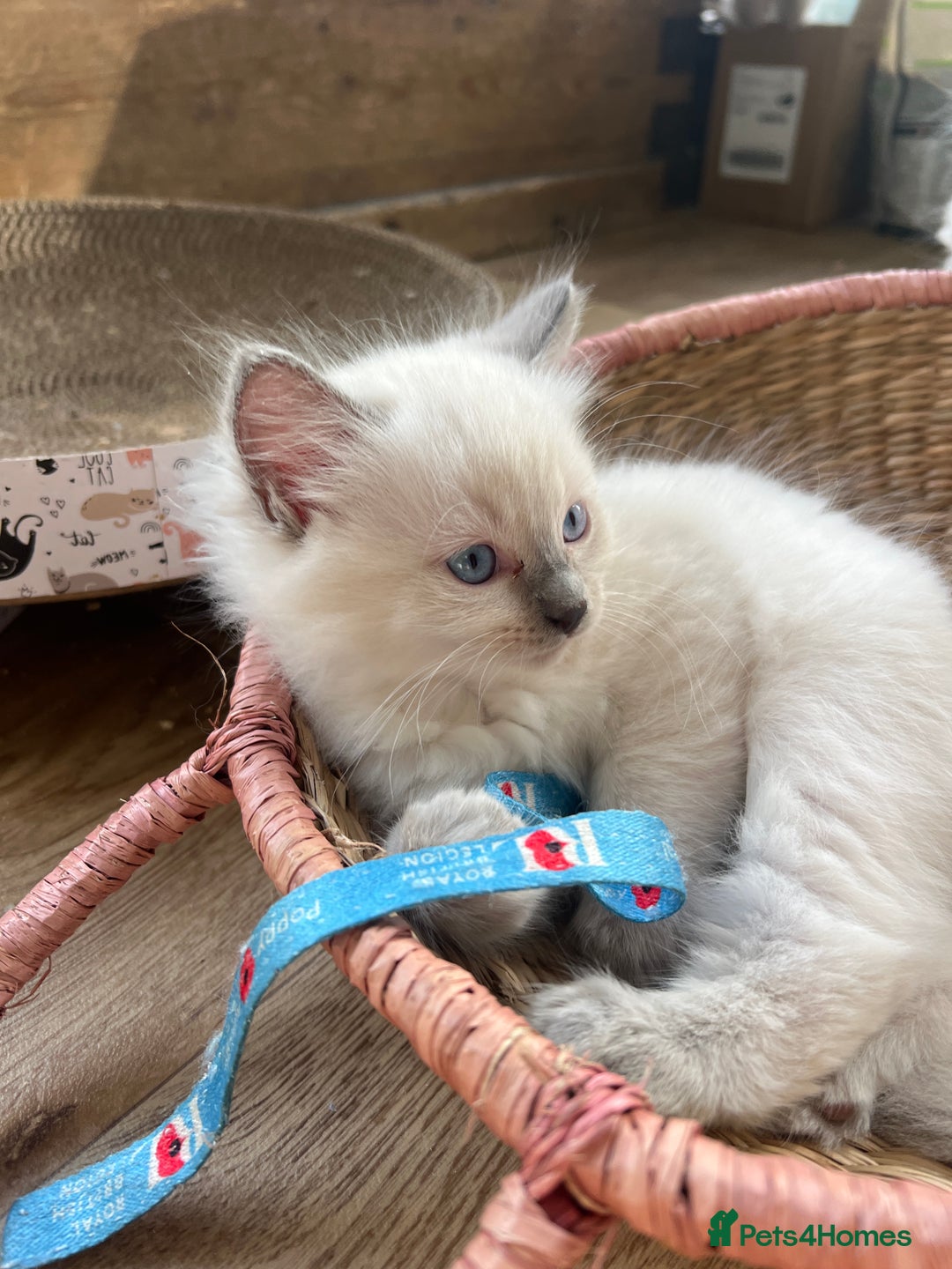 Ragdoll cats for sale: Beautiful blue point kittens - Advert 13