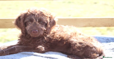 Australian Labradoodle dogs - Advert 3