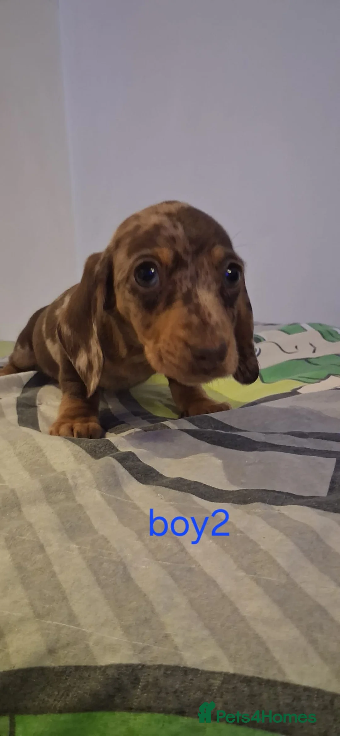 Dachshund dogs for sale: Beautiful miniature Dachshund babies  in Barnsley - Advert 14