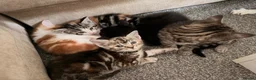 Mixed Breed cats for sale: Ragdoll x Domestic Shorthair Rare Coat Kittens ♥️ in Manchester - Advert 7
