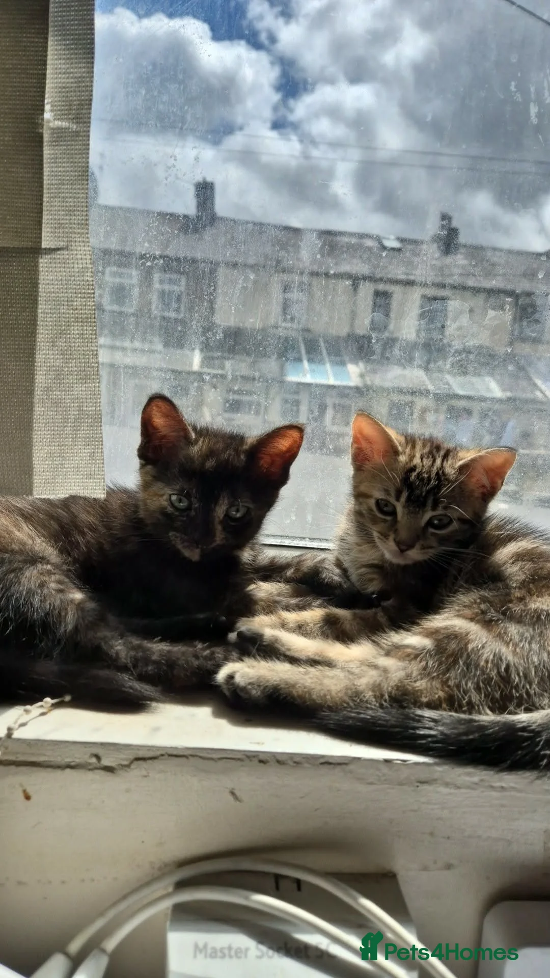 Mixed Breed cats for sale: Beautiful kittens to be homed  in Blackburn - Advert 2