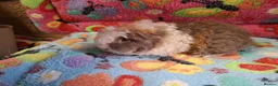 Guinea Pig rodents for sale: Baby Boars In Different Breeds  - Advert 12
