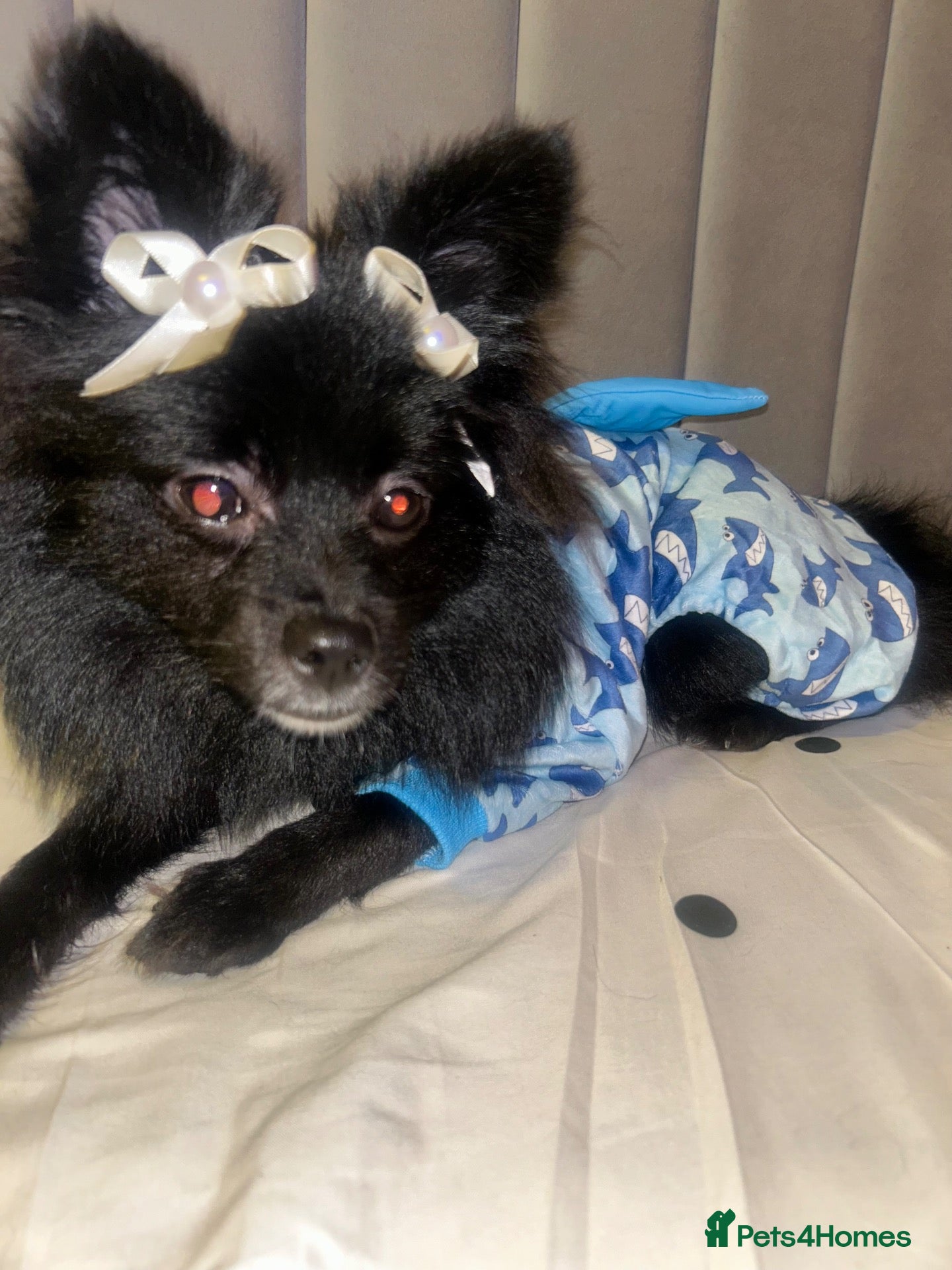 Pomeranian dogs 8 Months Old Pomeranian  - Advert 1