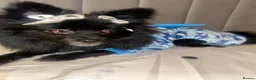 Pomeranian dogs for sale: 8 Months Old Pomeranian  in Birmingham - Advert 1