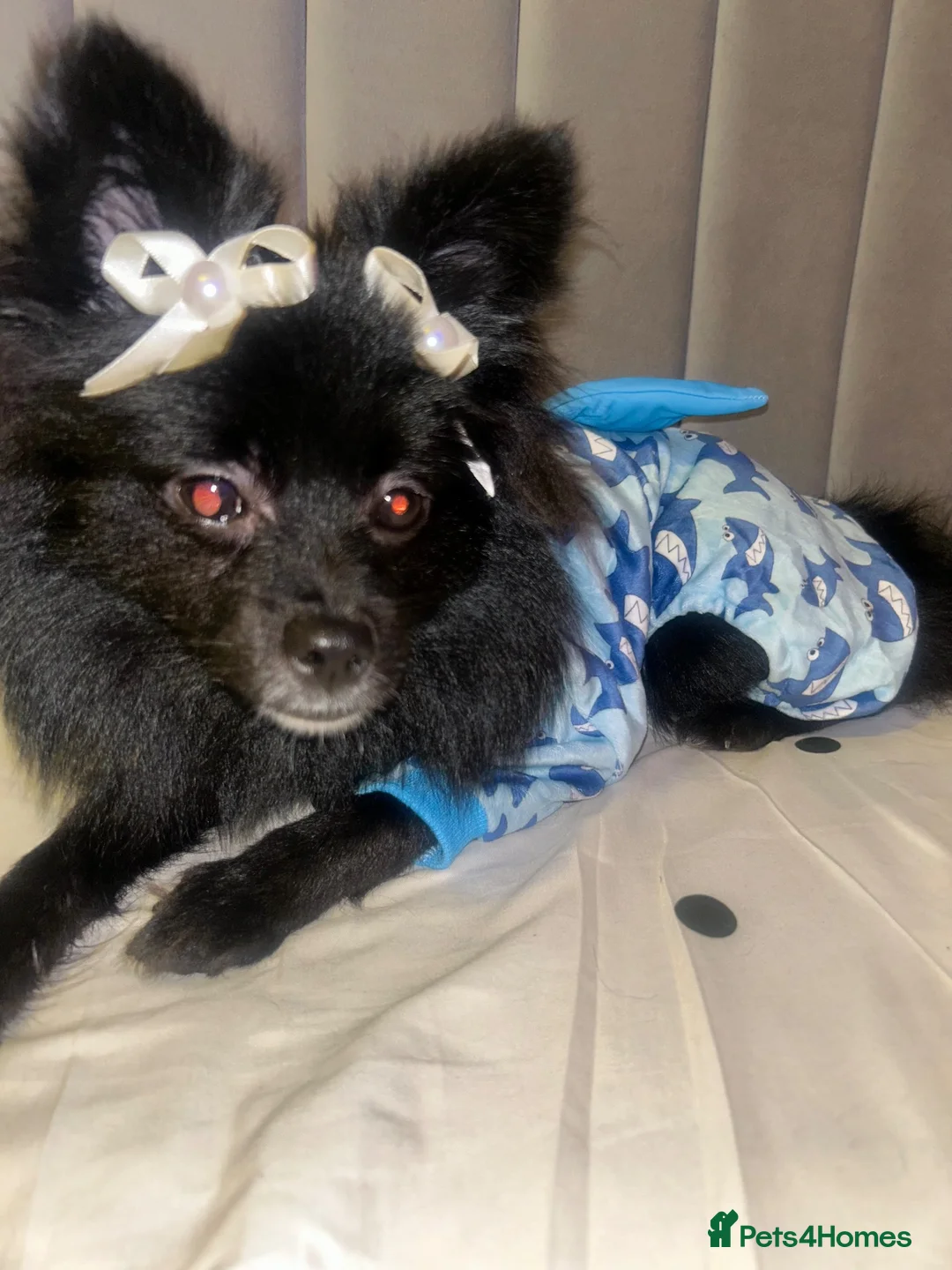 Pomeranian dogs for sale: 8 Months Old Pomeranian  in Birmingham - Advert 1
