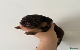 French Bulldog dogs for sale: Visual fluffy frenchies  - Image 3
