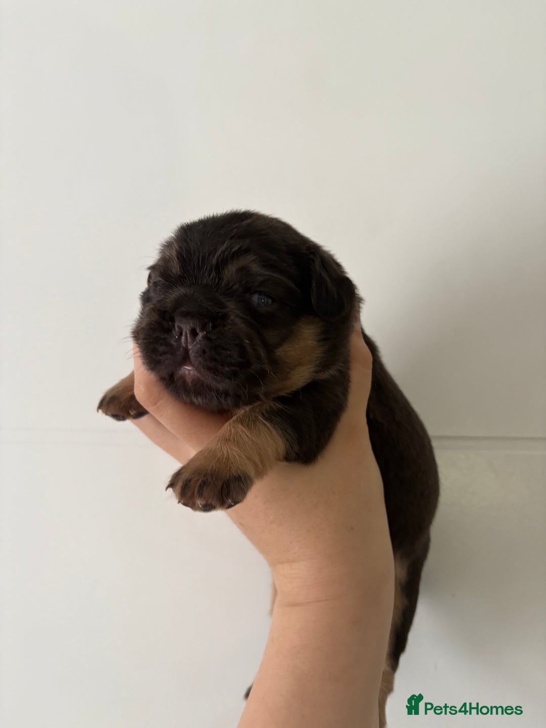 French Bulldog dogs for sale: Visual fluffy frenchies  - Image 3