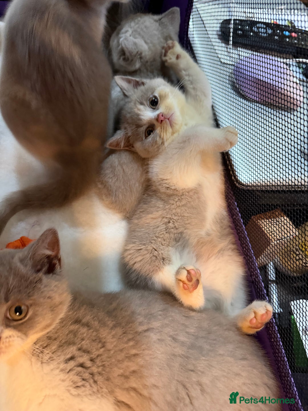 British Shorthair cats for sale: 😽Full Pedigree Registered BSH🌷Trusted Breeder - Advert 28