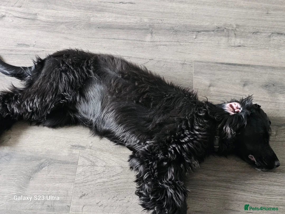 Cocker Spaniel dogs for adoption: Dotty - 9m old cocker spaniel  in West Bromwich - Advert 2