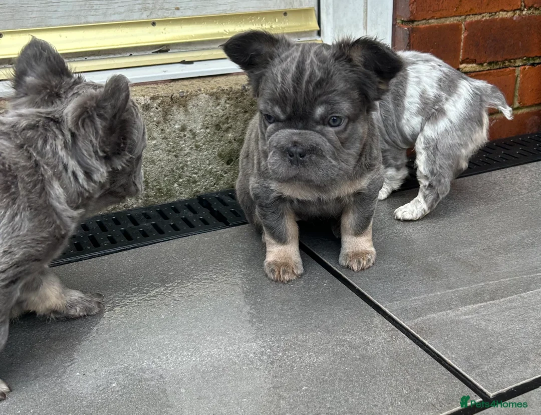 French Bulldog dogs for sale: Fluffy French bulldogs  ** s carrying pink - Advert 6