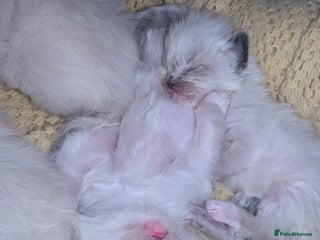 Ragdoll cats - Advert 1