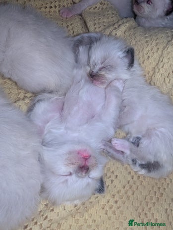 Ragdoll cats - Advert 13