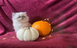 Persian cats for sale: 2 ULTRA AFFECTIONATE COLOURPOINT PERSIAN KITTENS  - Image 24