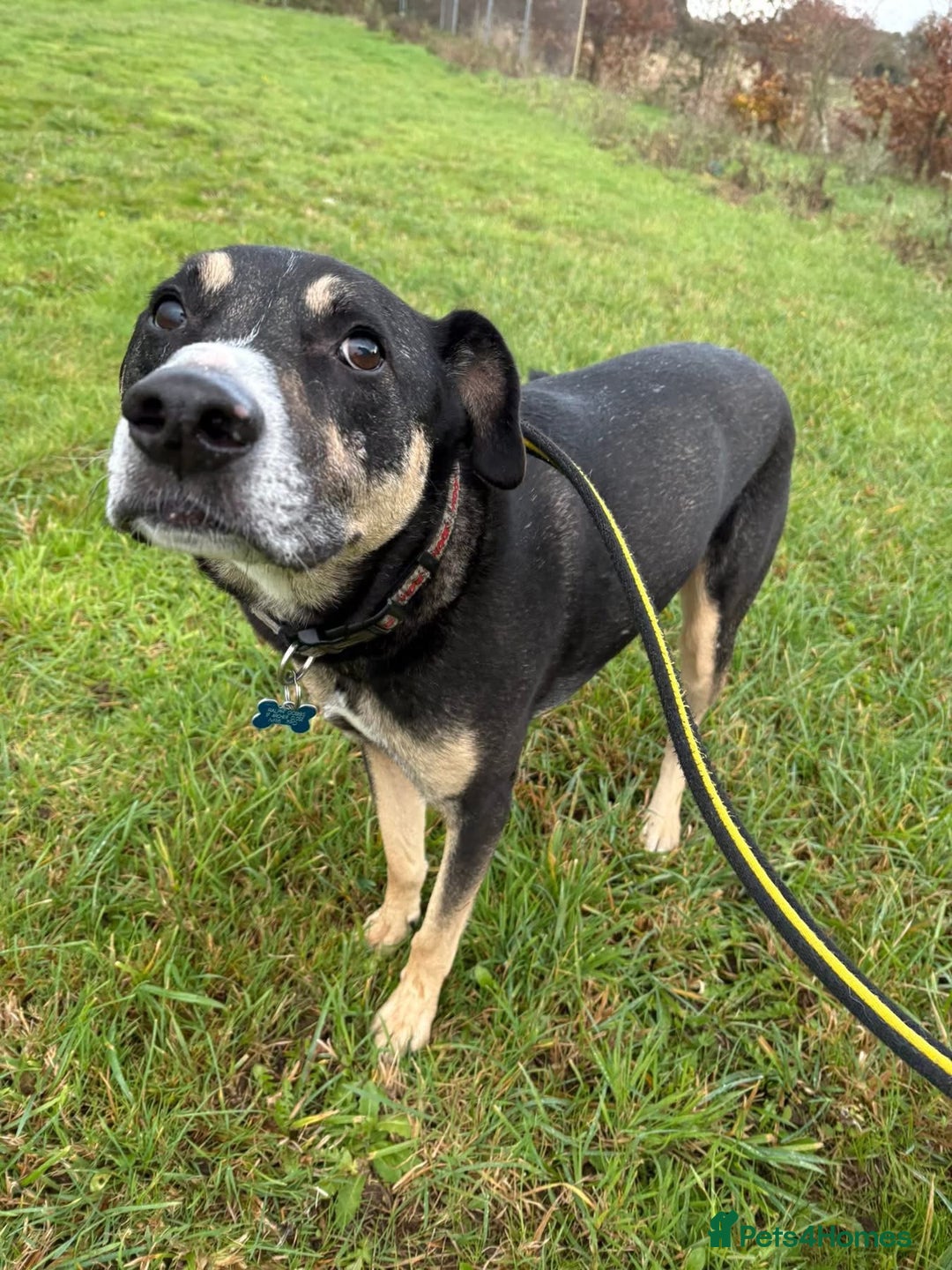 Mixed Breed dogs for adoption: Ralph - Norwich Norfolk  - Advert 3