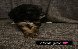 Cavapoo dogs for sale: Beautiful F1 cavapoos phantom 3 girls left 💜💖❤️ - Image 10