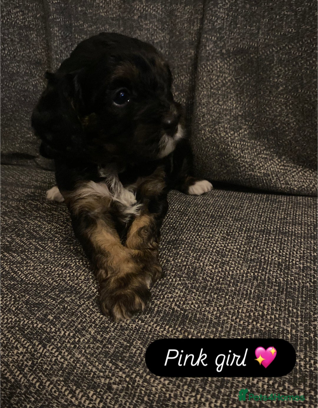 Cavapoo dogs for sale: Beautiful F1 cavapoos phantom 3 girls left 💜💖❤️ - Image 10