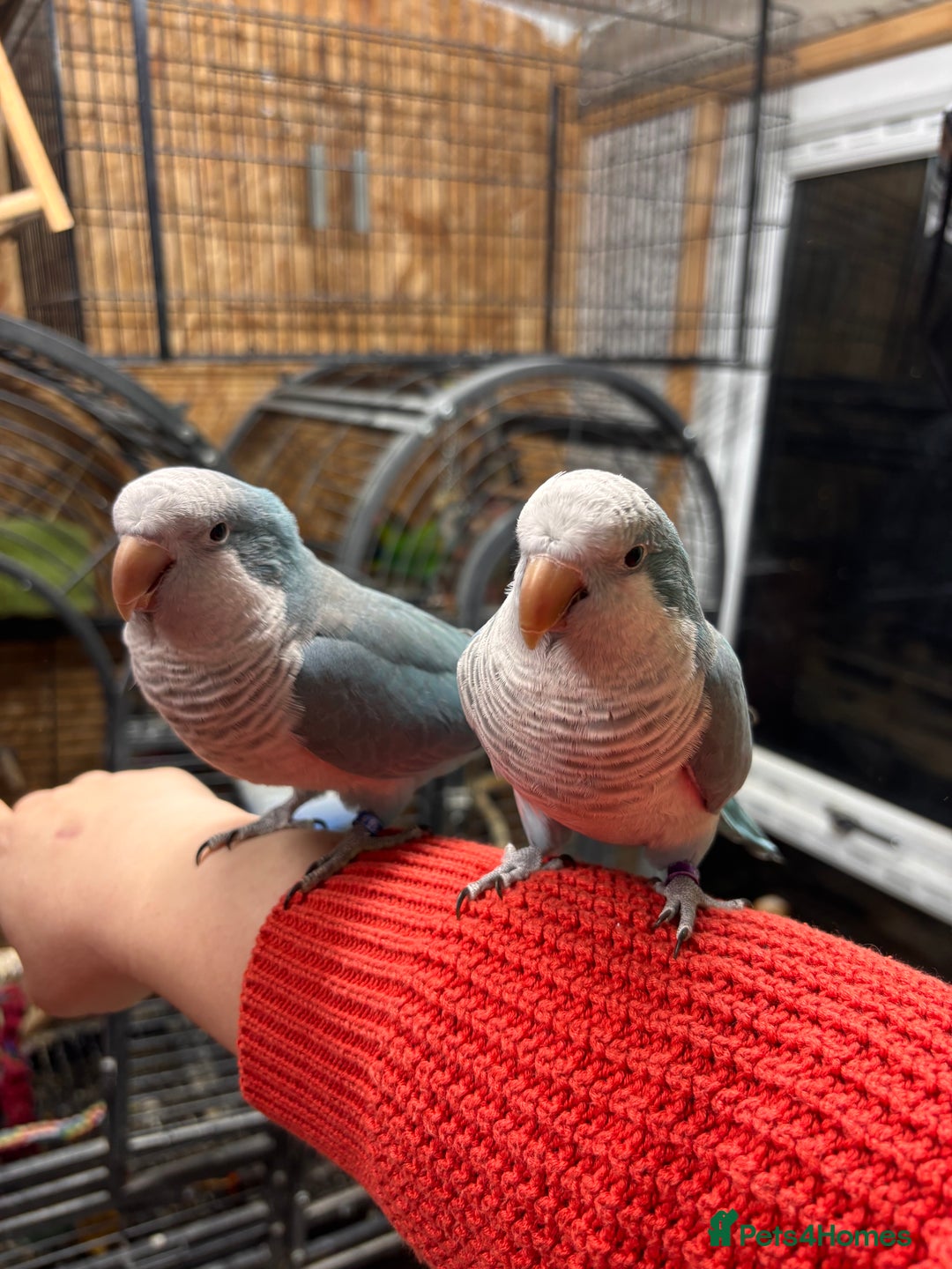 Parrots birds for sale: Pair of Quaker parrots  - Advert 6