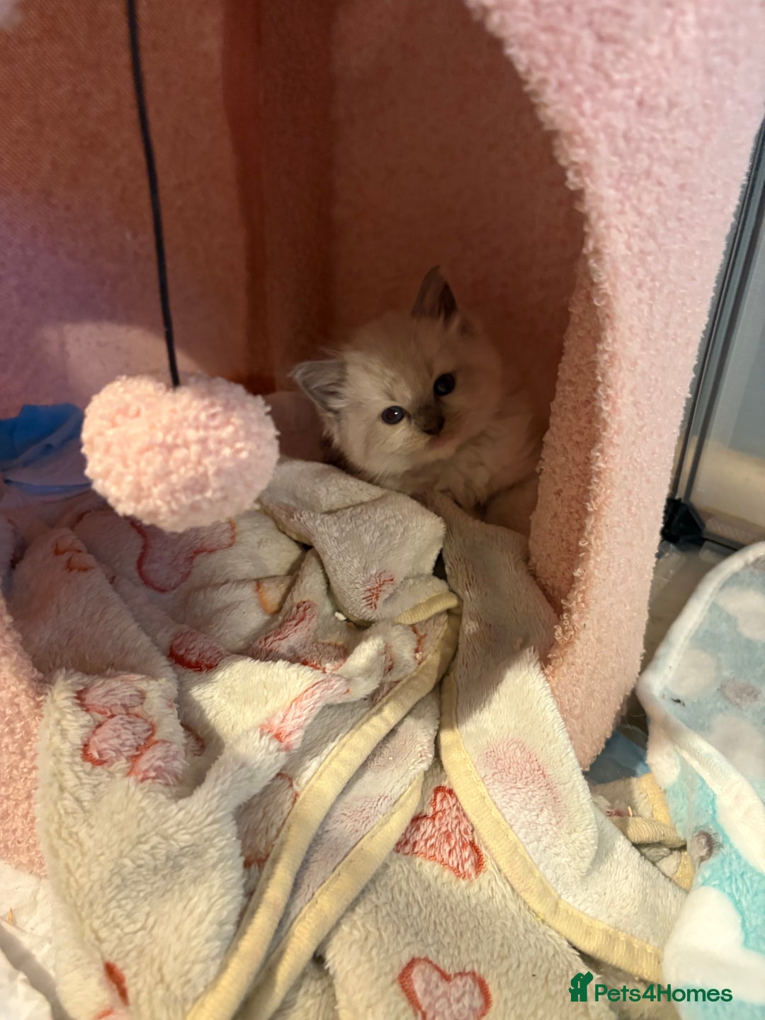 Ragdoll cats for sale: Beautiful purebred Ragdoll kittens - Image 9