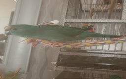 Budgerigars birds for sale: Semi tame female kakariki and 4 show budgies - Image 7