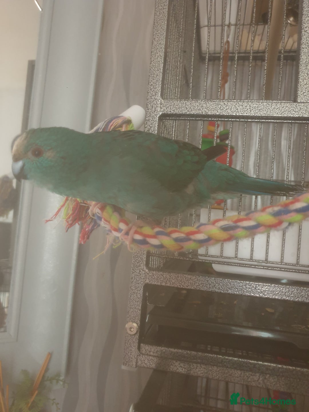 Budgerigars birds for sale: Semi tame female kakariki and 4 show budgies - Image 7