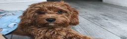 Cavapoo dogs for sale: Beautiful Bella Looking for Her Forever Home 💖 - Advert 3
