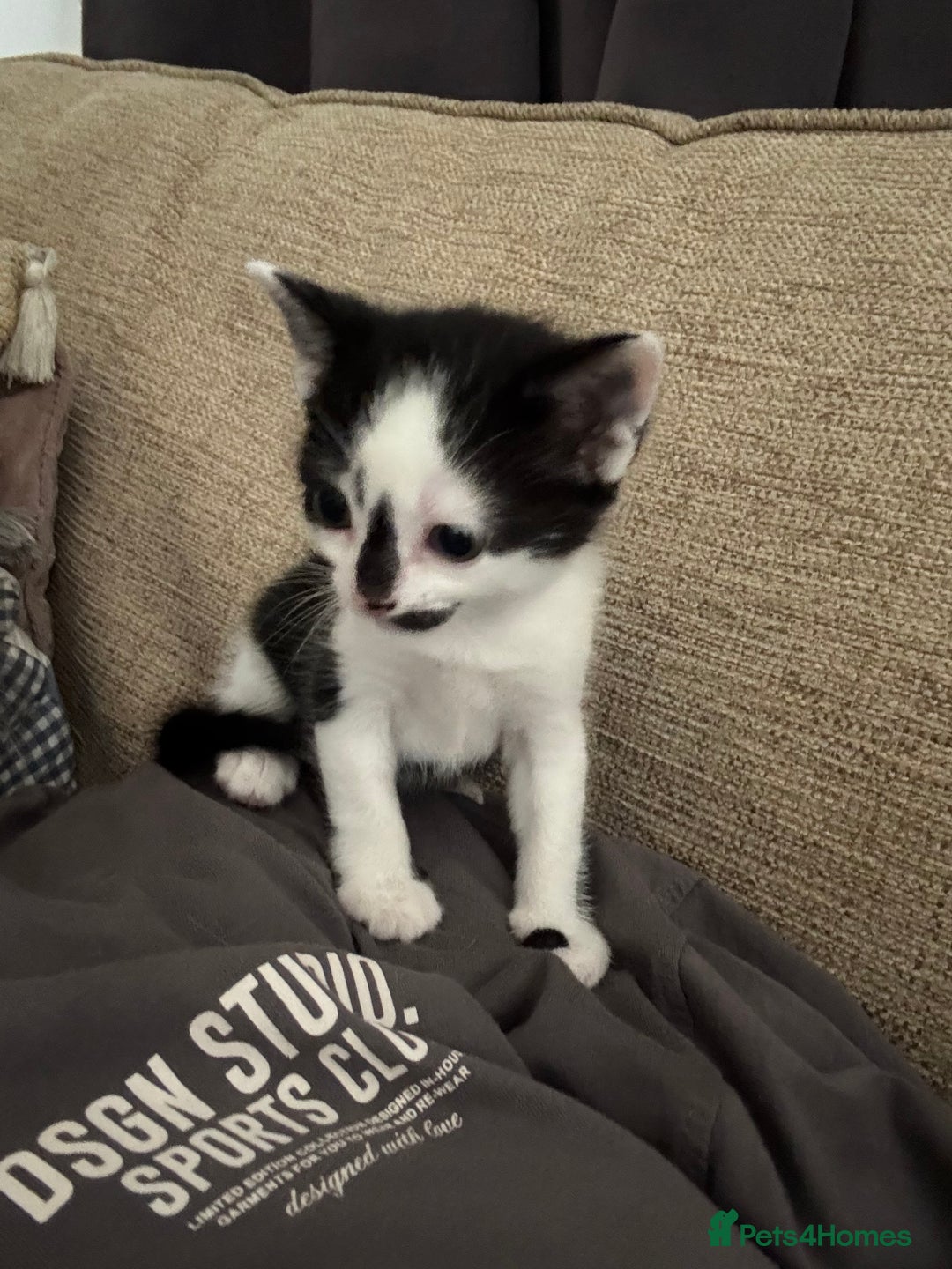 Domestic Shorthair cats for sale: Playful domestic shorthair kitten  - Image 5