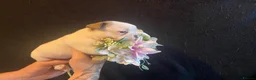 French Bulldog dogs for sale: EXCEPTIONAL LITTER OF FRENCH BULLDOG PUPPIES - Advert 7