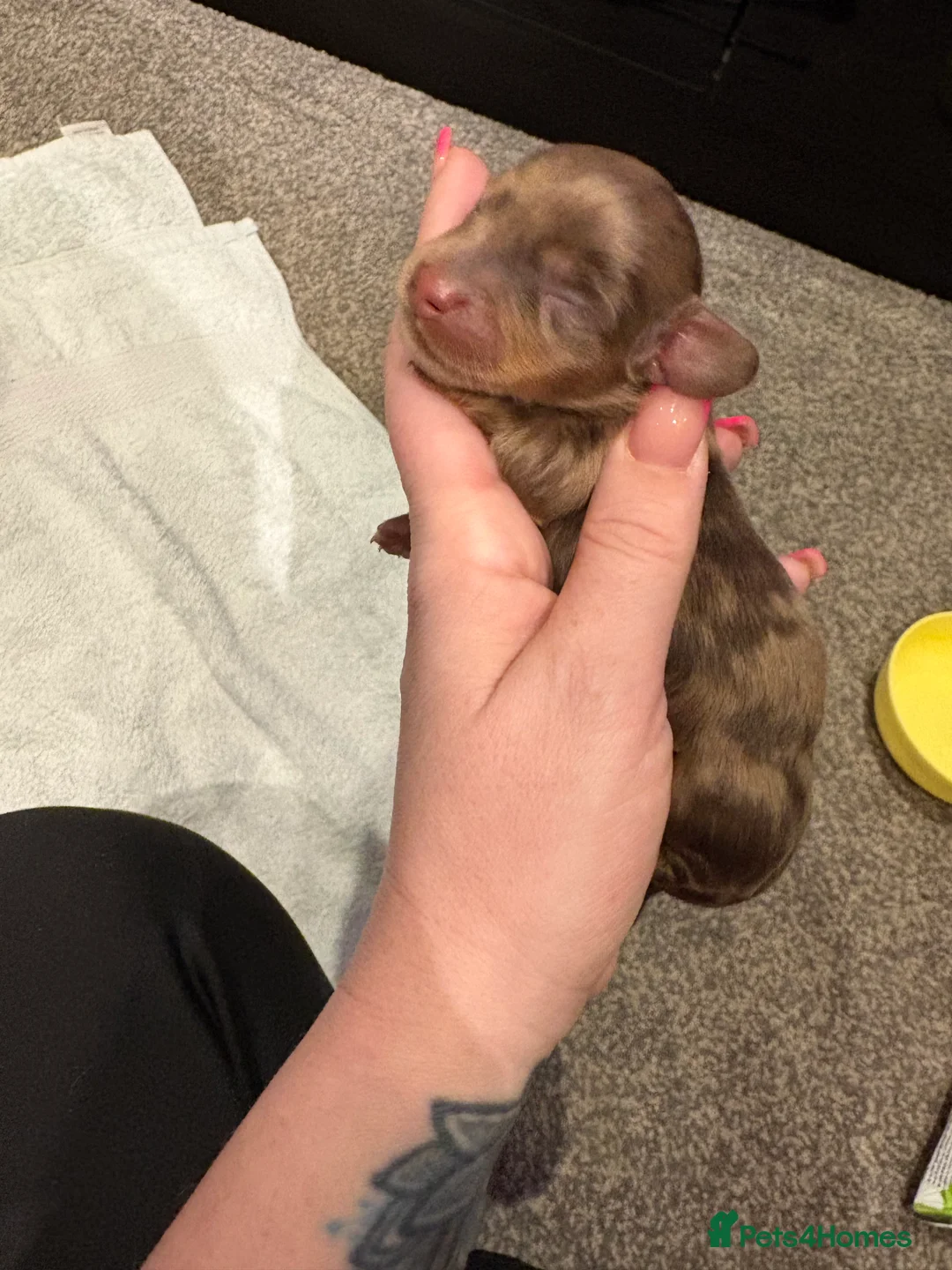 Miniature Dachshund dogs for sale: Miniature dachshund puppies  - Advert 7