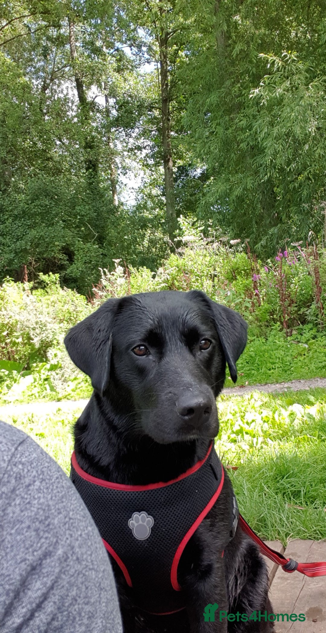 Labrador Retriever dogs for sale: Healthy Labrador Puppies Looking for Forever Homes - Advert 7