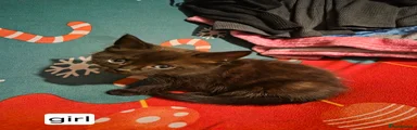 Mixed Breed 5