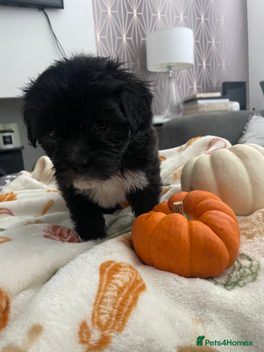 Mixed Breed dogs for sale: Maltese cross La Chon puppies  - Image 2