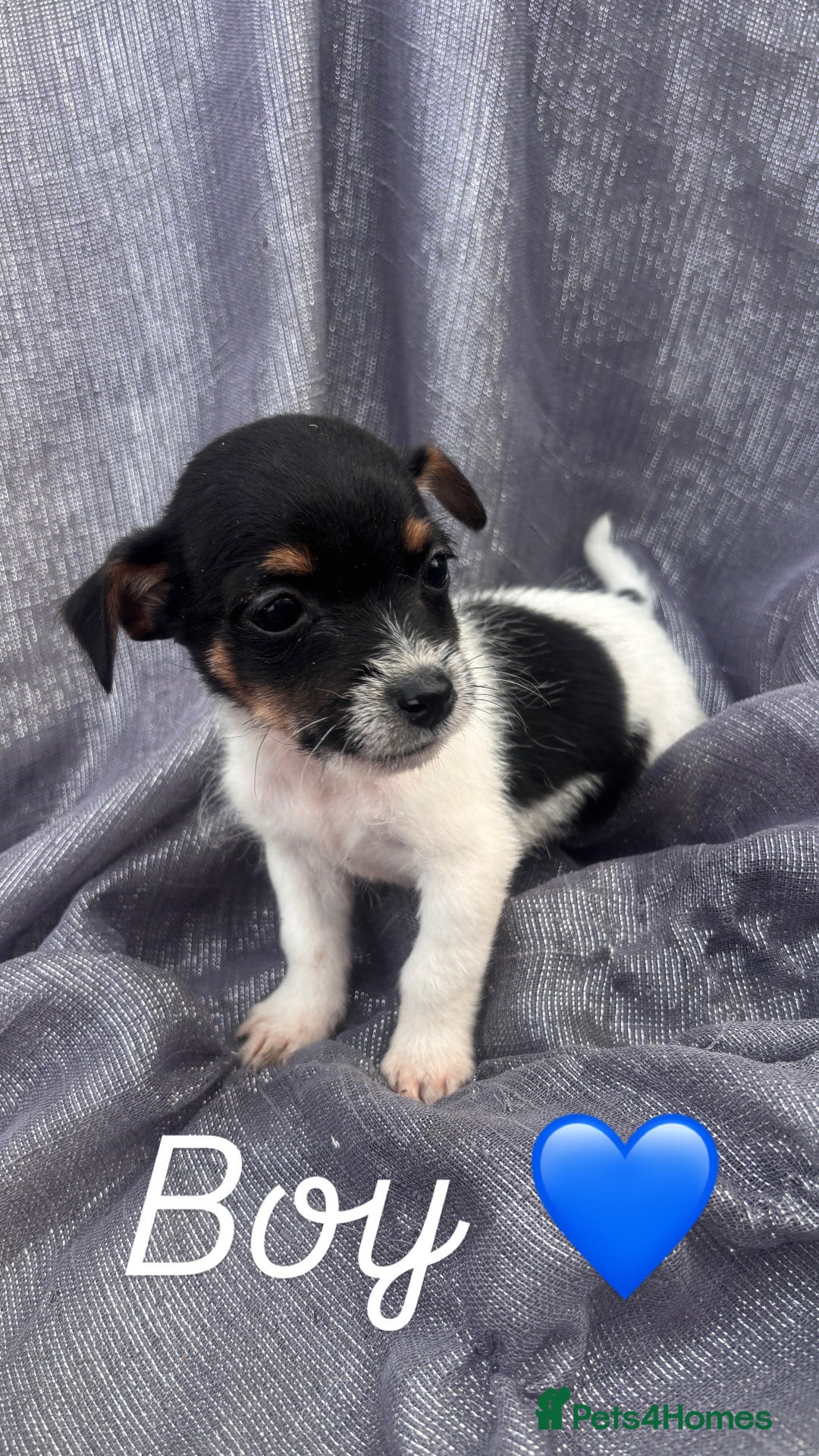 Jack Russell dogs for sale: Jack russell - Image 5