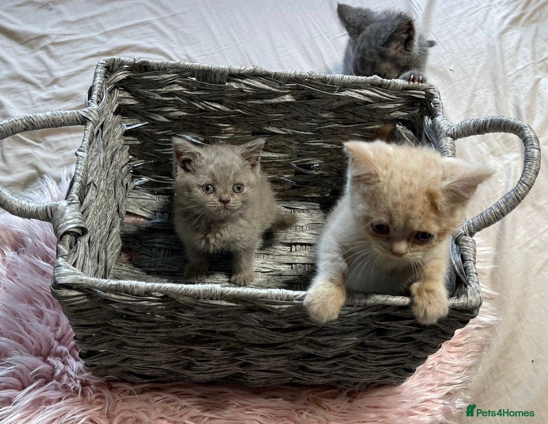 British Shorthair cats for sale: Stunning fluffy kittens  - Image 9