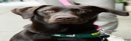 Labrador Retriever dogs for sale: Labrador retriever  in Croydon - Advert 1